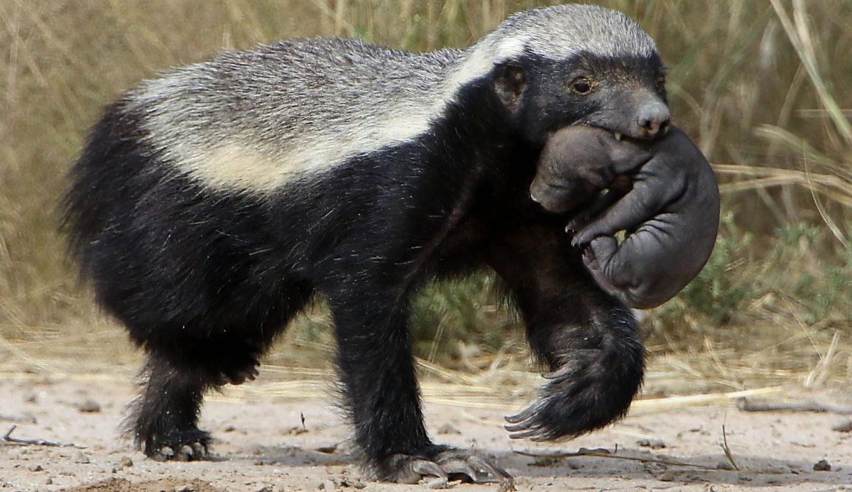 Медоед прикол