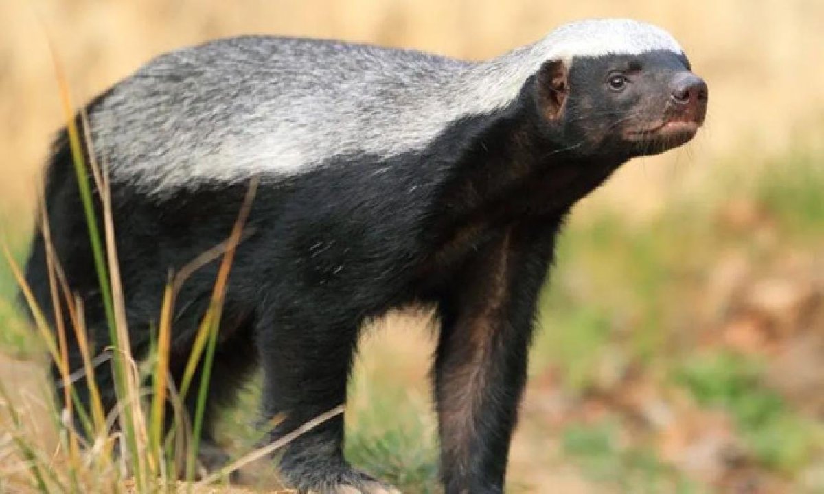 Медоед иллюстрация