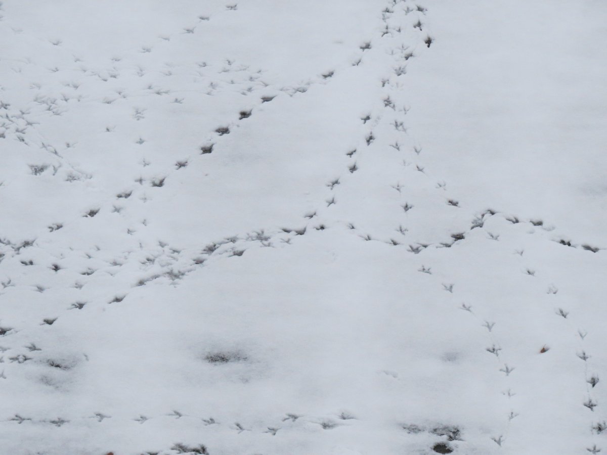 Следы зайца