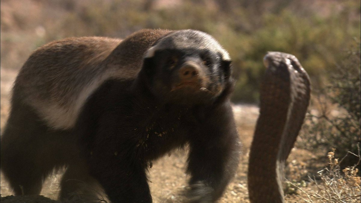 Медоед обои на айфон