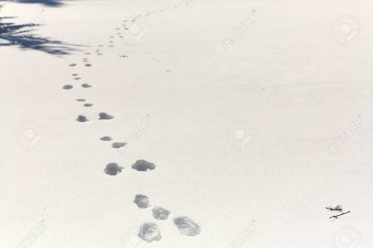 Следы зайца на снегу направление