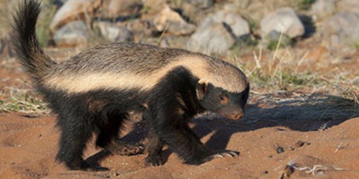 Хорек медоед