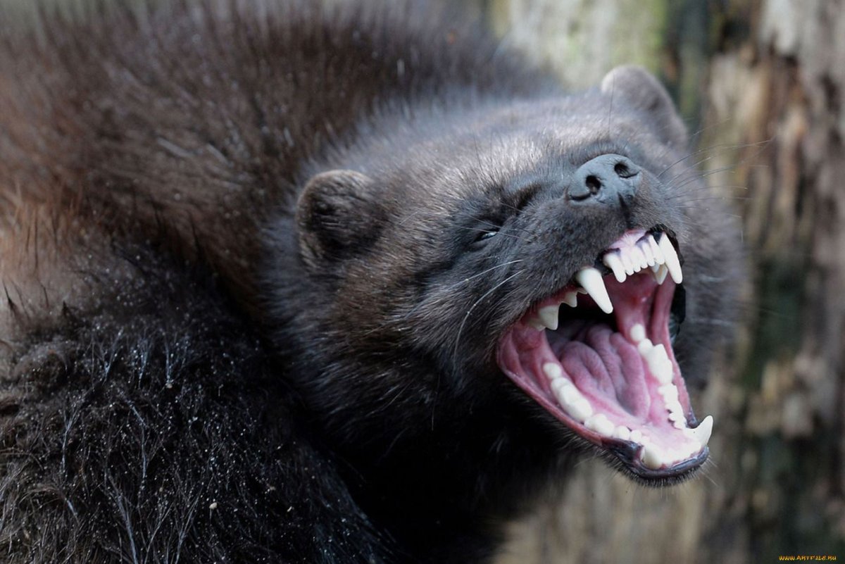 Американский барсук и Европейский барсук