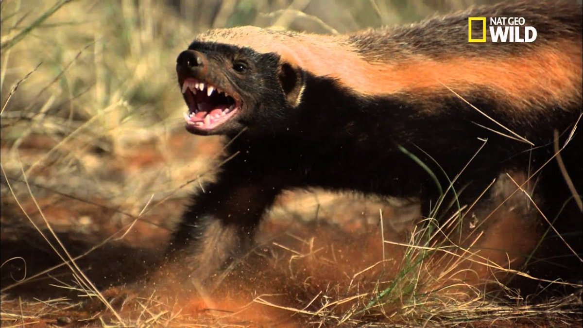 Барсук медоед