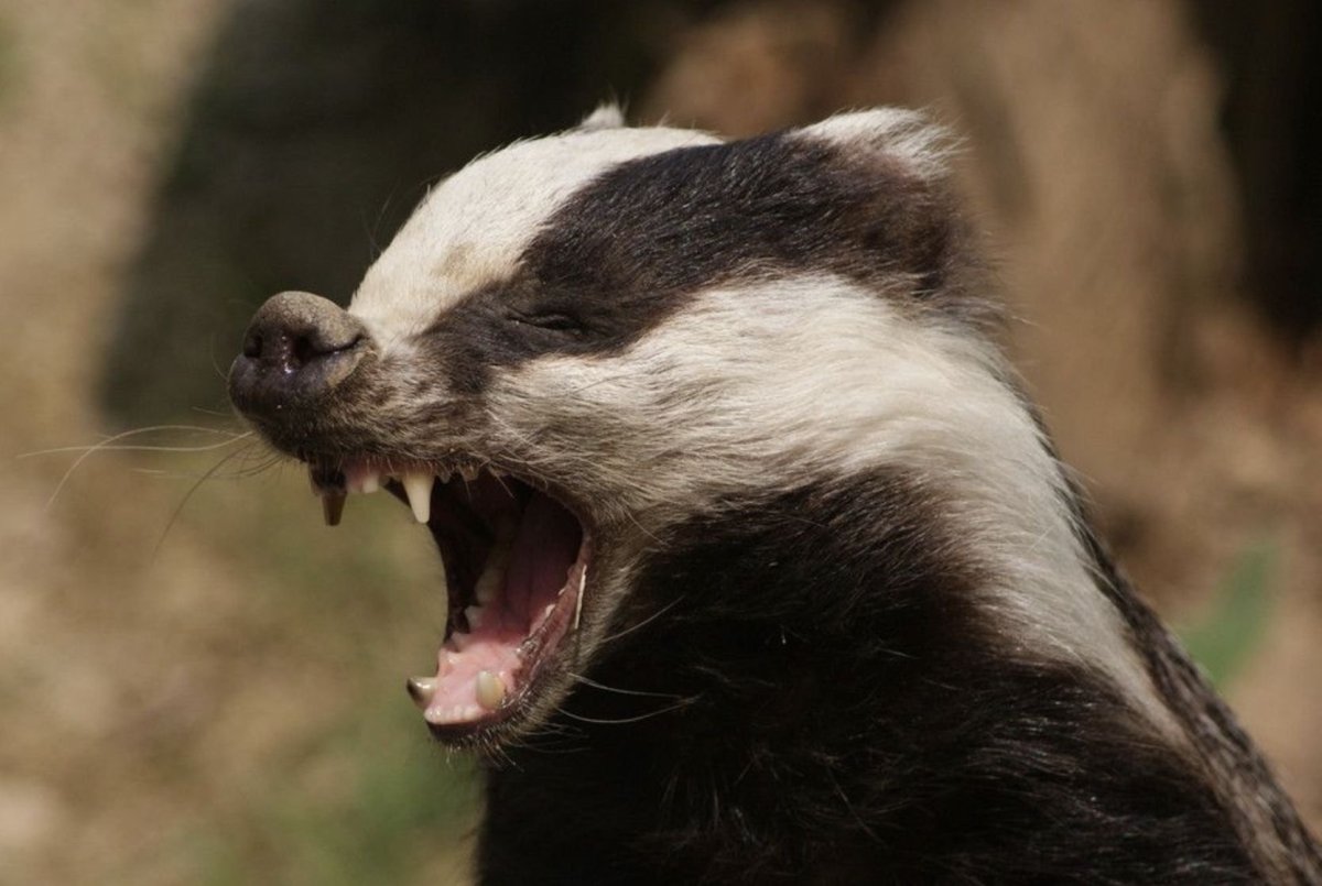 Медоед гопник