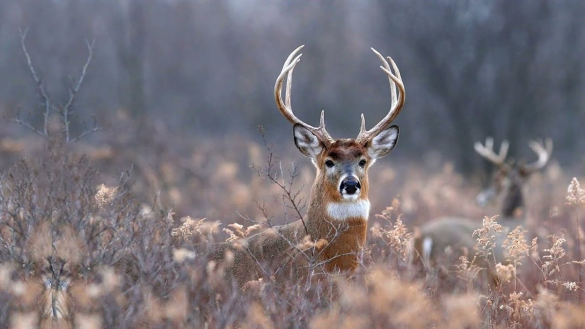 Чувствуйте себя как дома