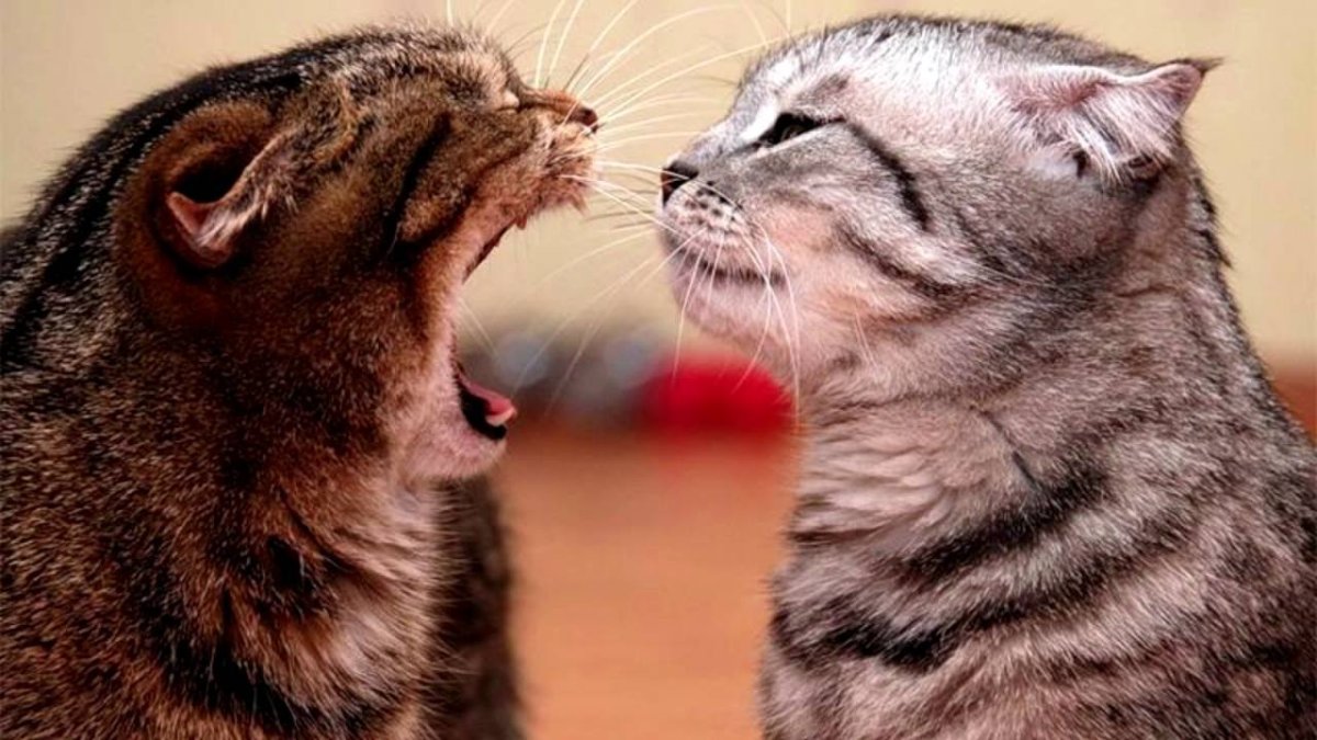 Злюка я все равно тебя люблю