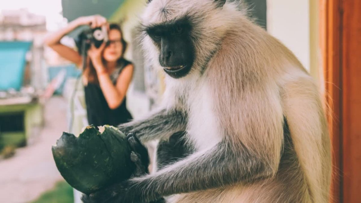 Обезьяна с молотком