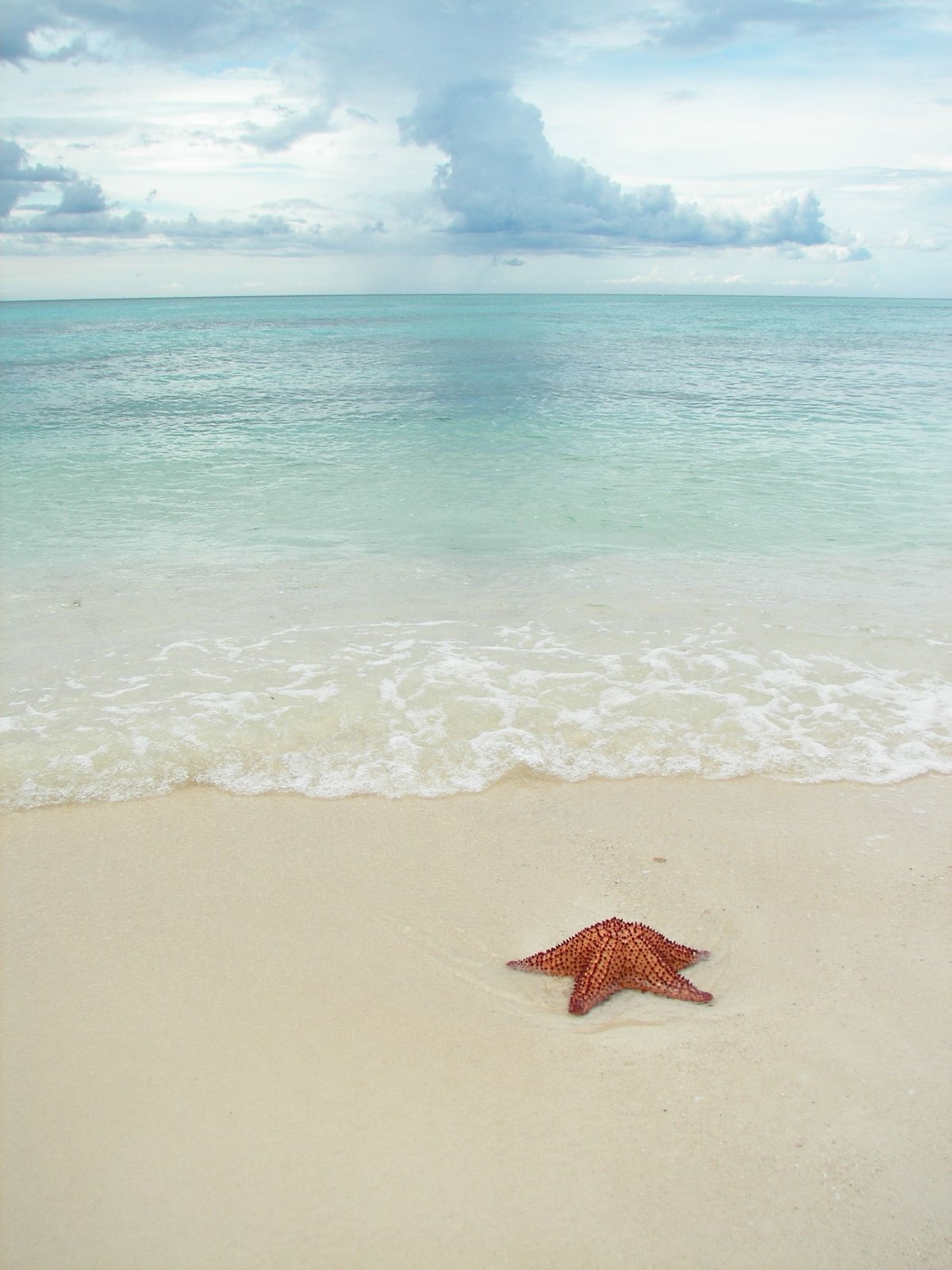 Морская звезда в море