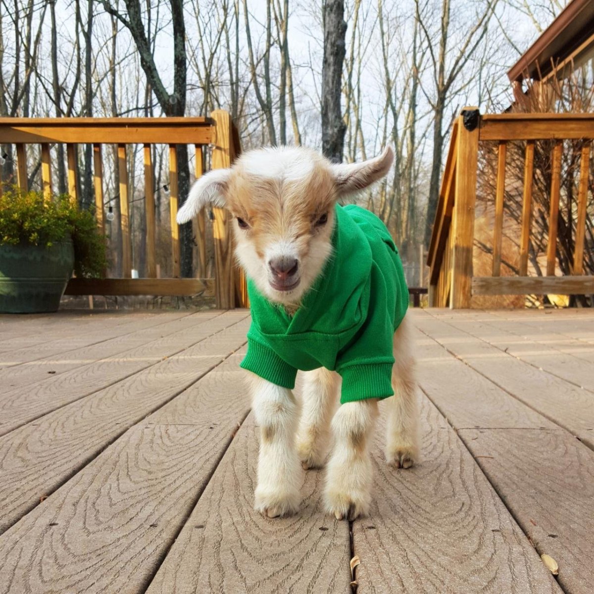 Коза в сарафане