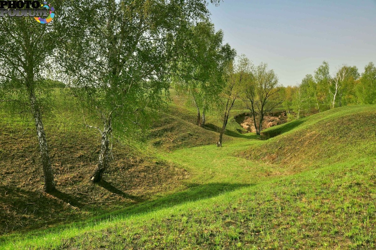 Кэрсивин Ирландия лес