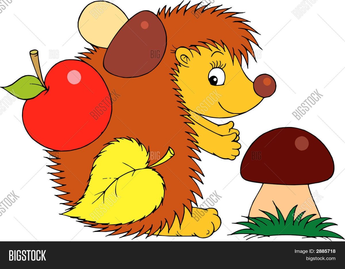 Раскраска Ёжик