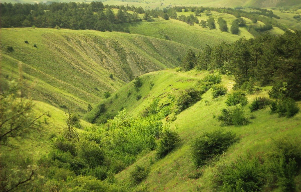Овраг в лесу обрывистый