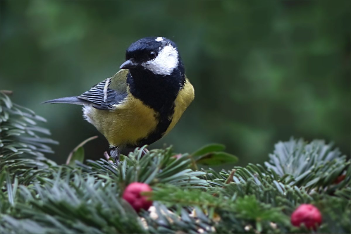 Лесная синица