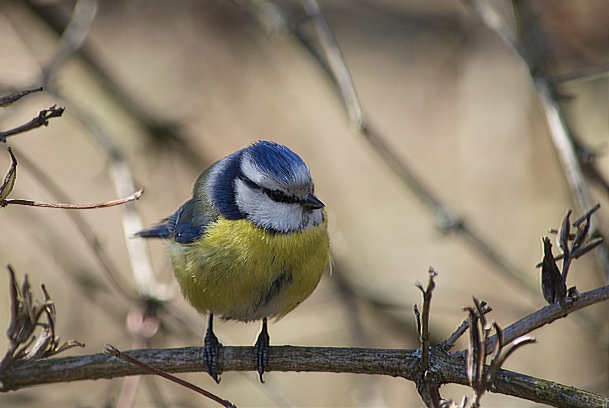 Синица лазоревка