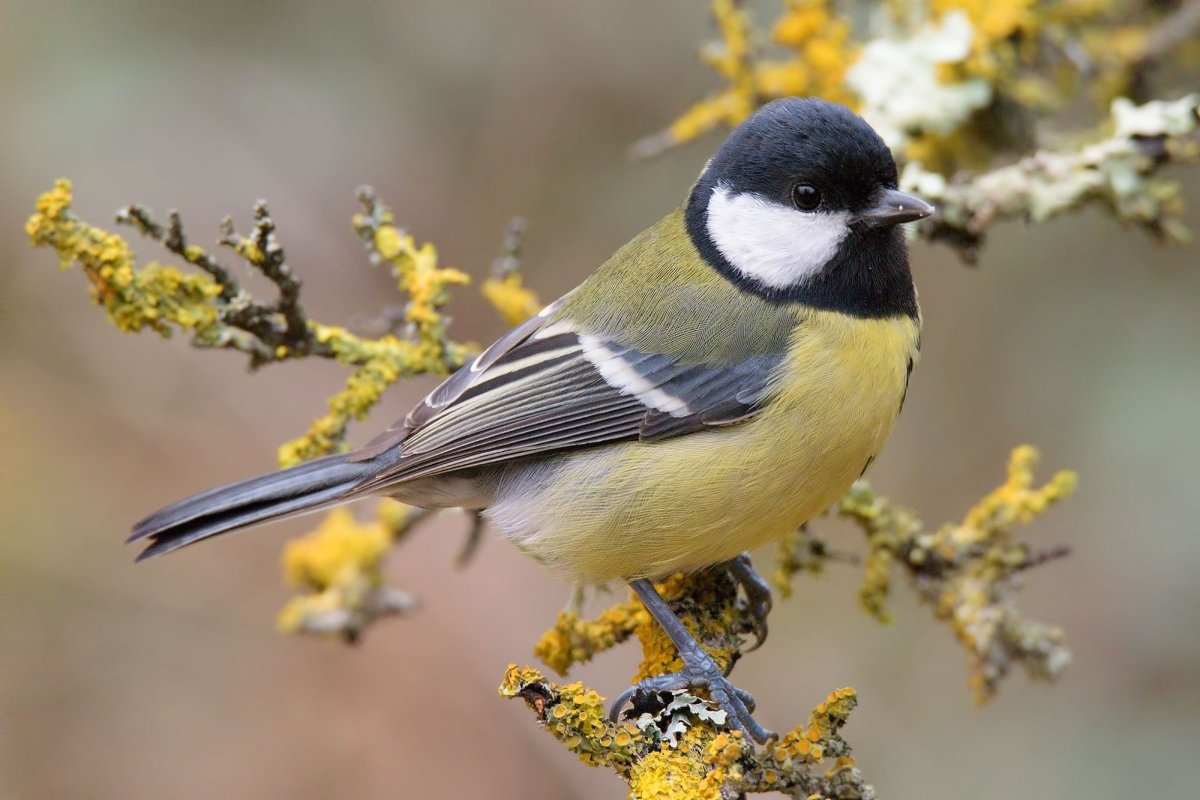 Птичка синица лазоревка