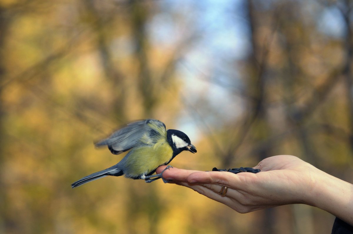 Синичка на руке