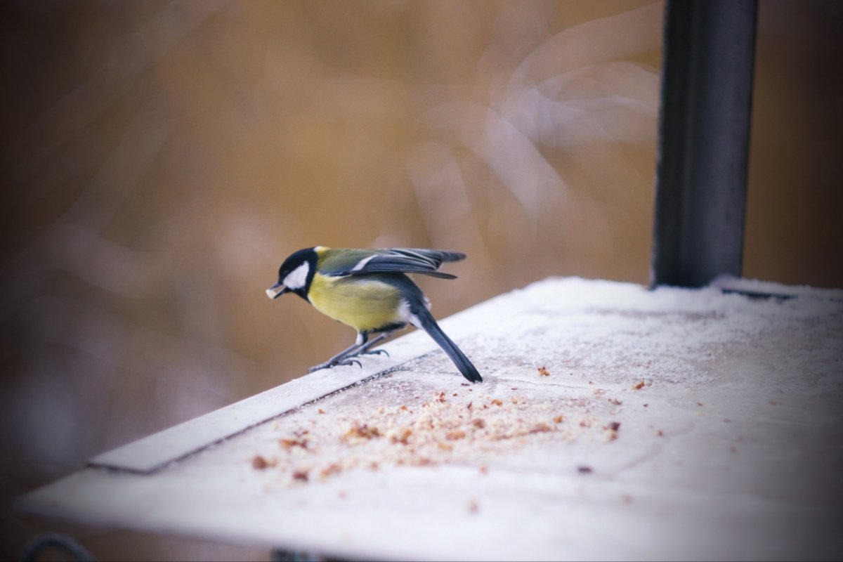 Синичка сидит