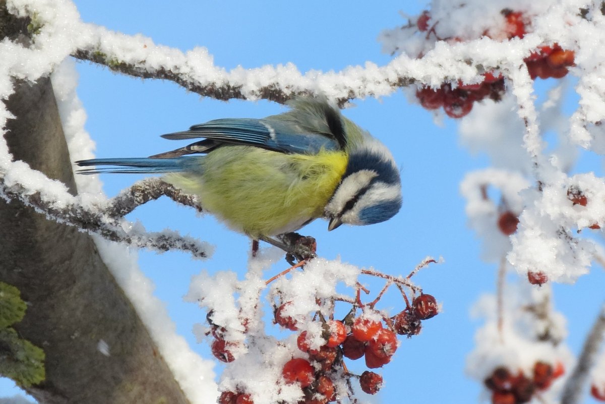 Синица на рябине
