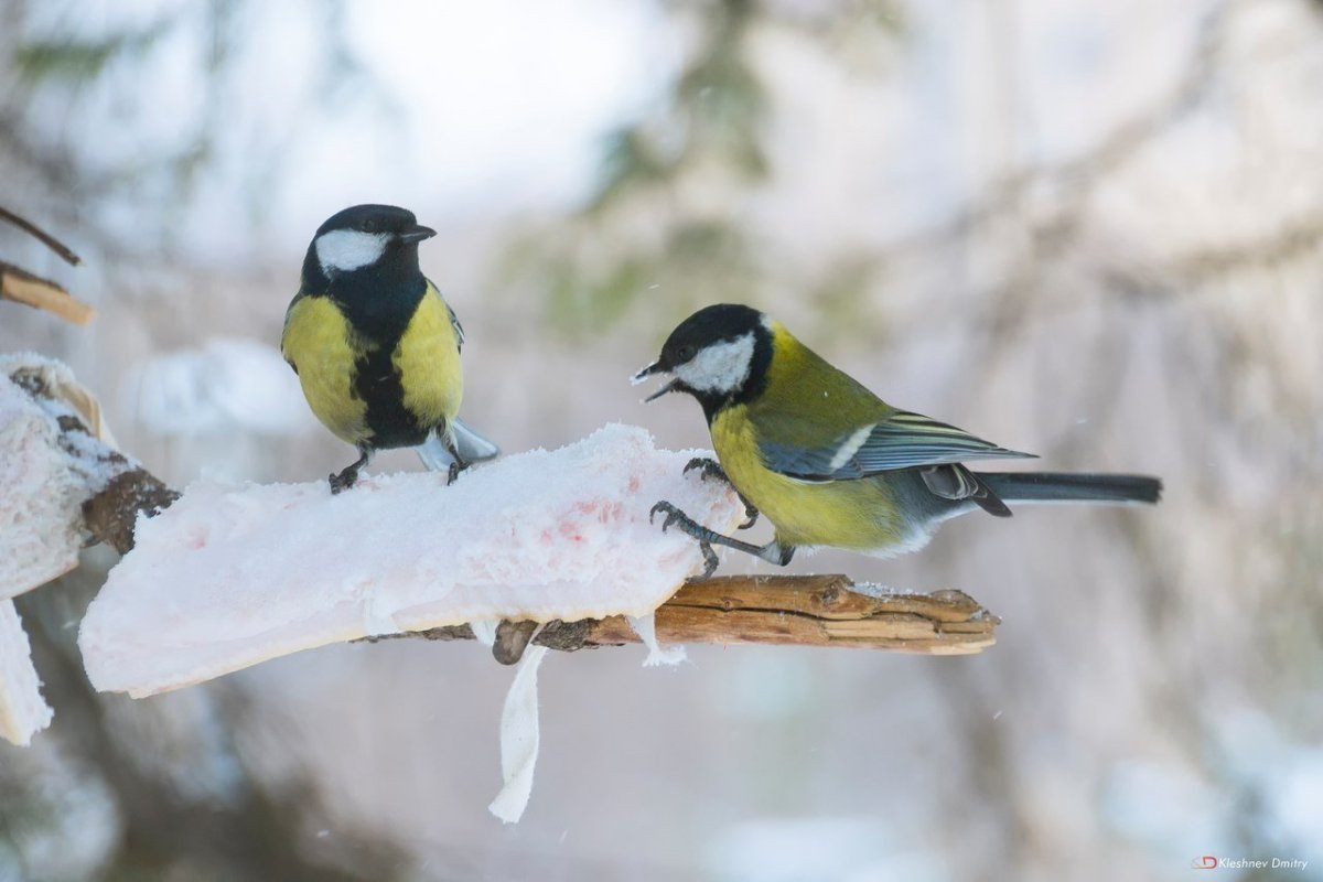 Синички зимой