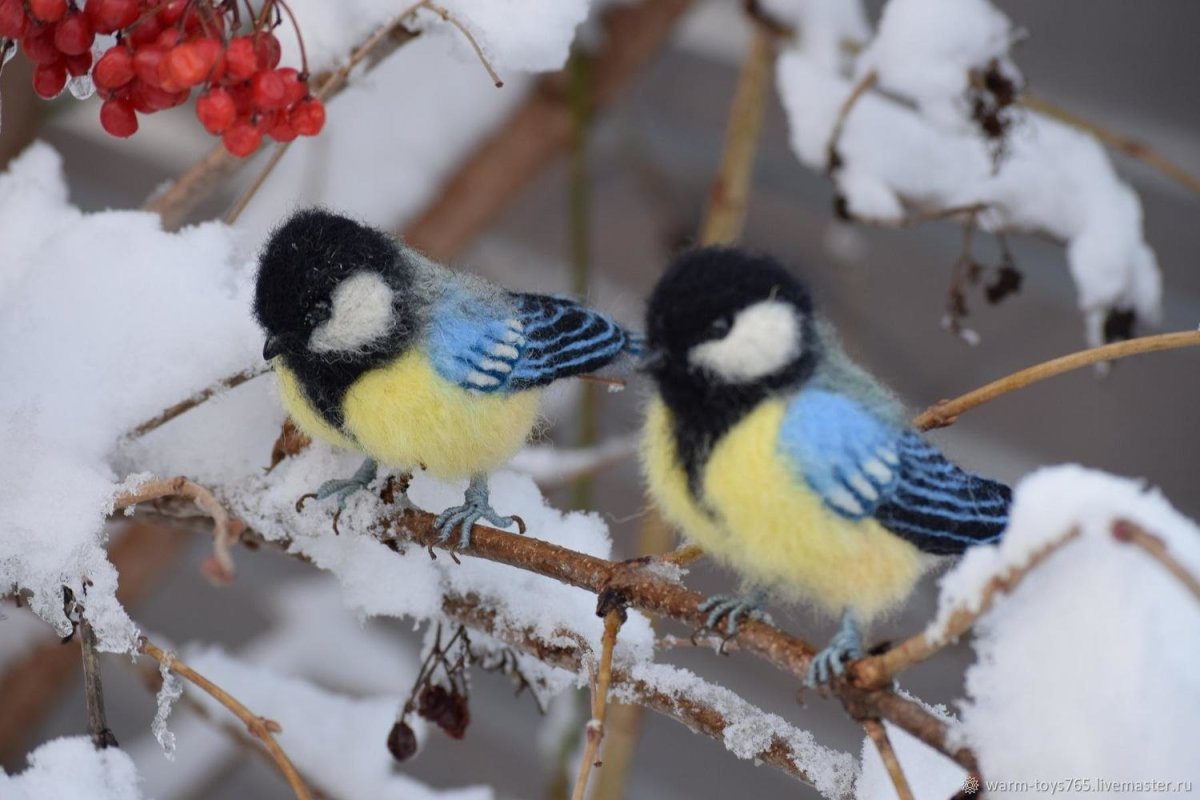 Синица зимой