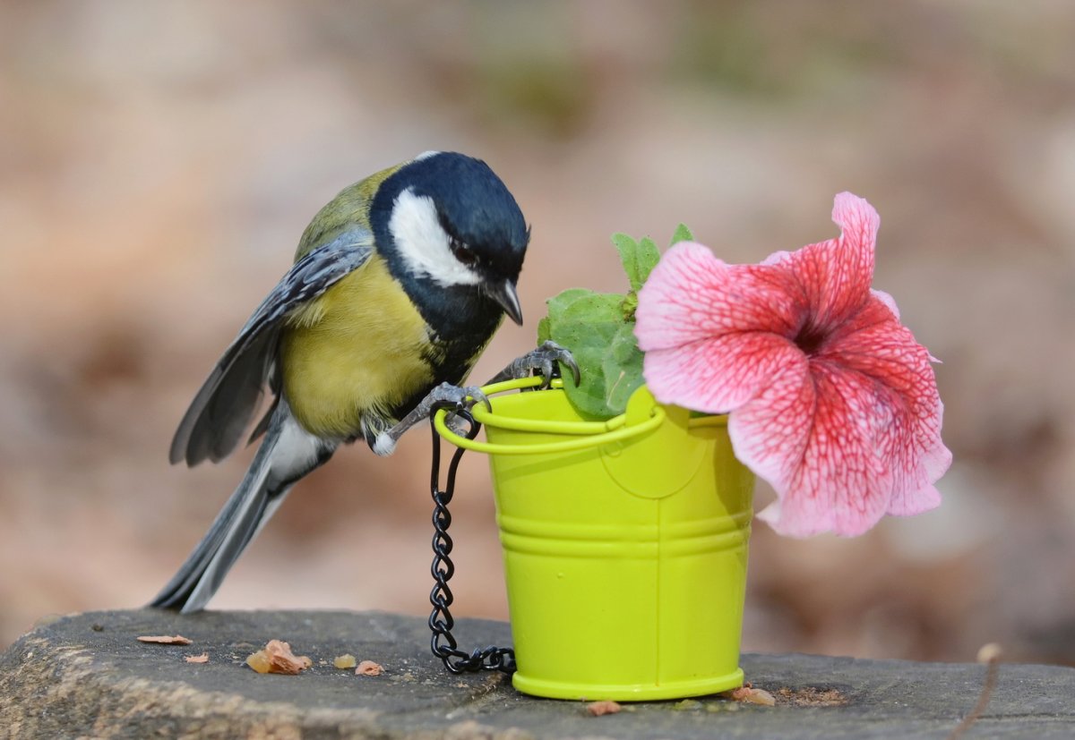Синички и цветы