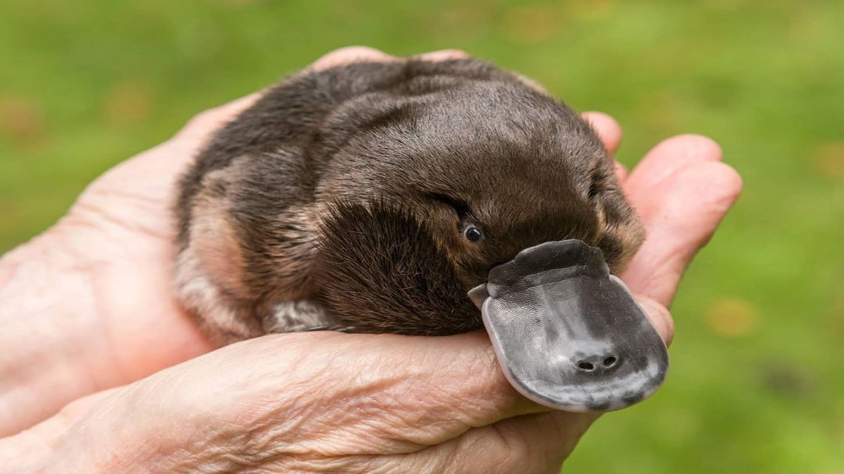 Утконос животное Австралии