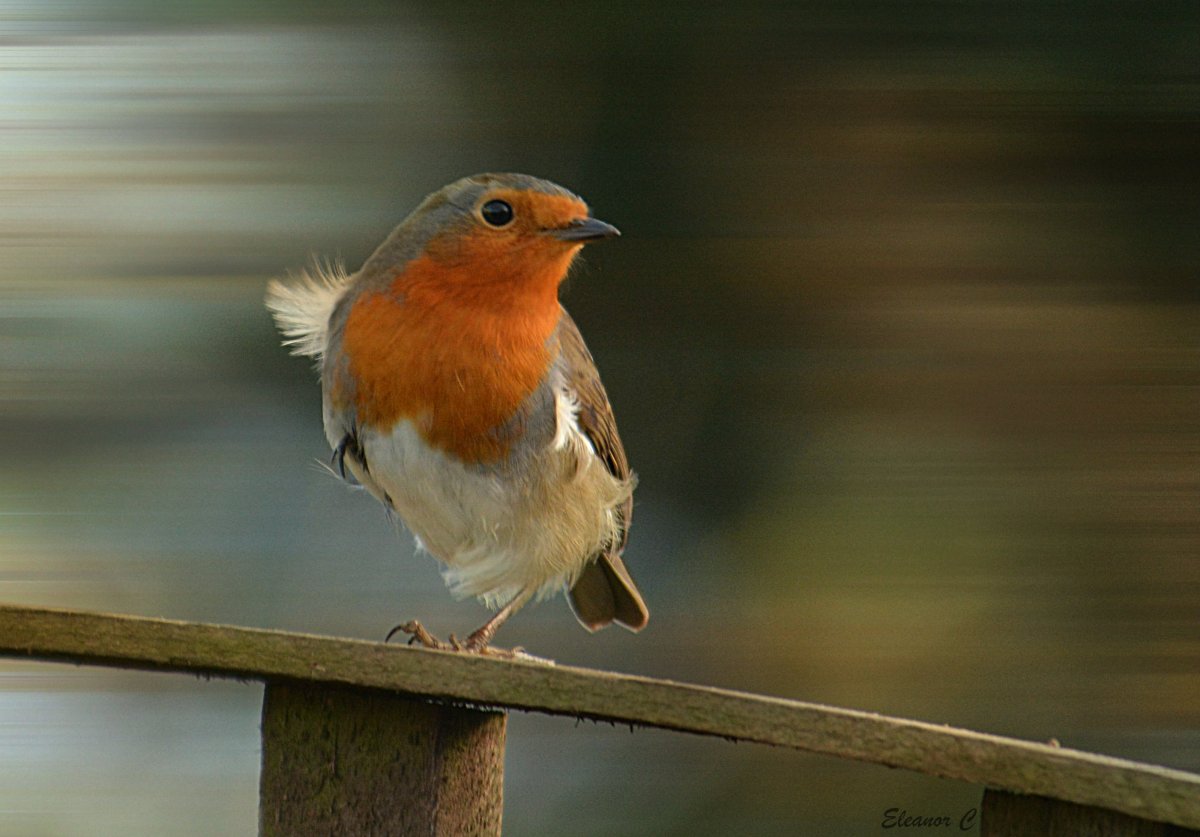Красногрудая Зарянка Великобритания