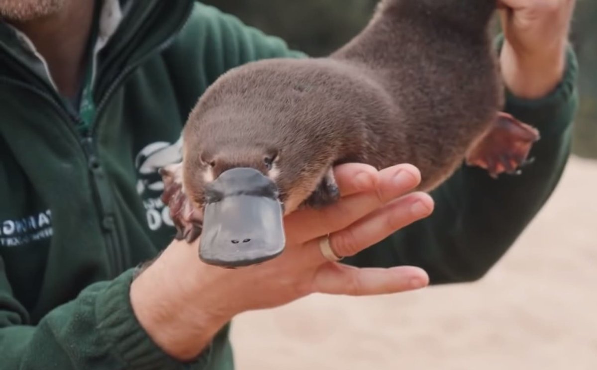 Утконос в зоопарке