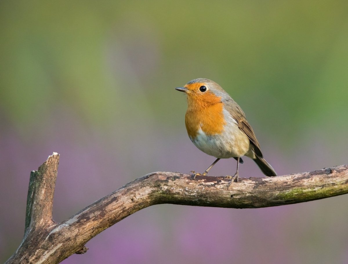 Зарянка Зарянка