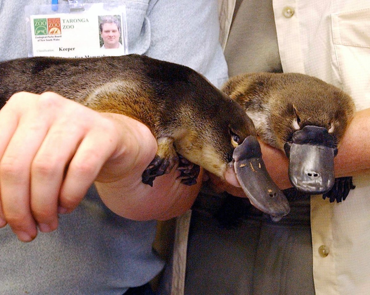 Утконос арт