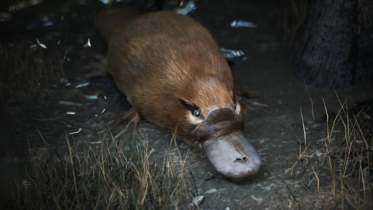 Утконос питается