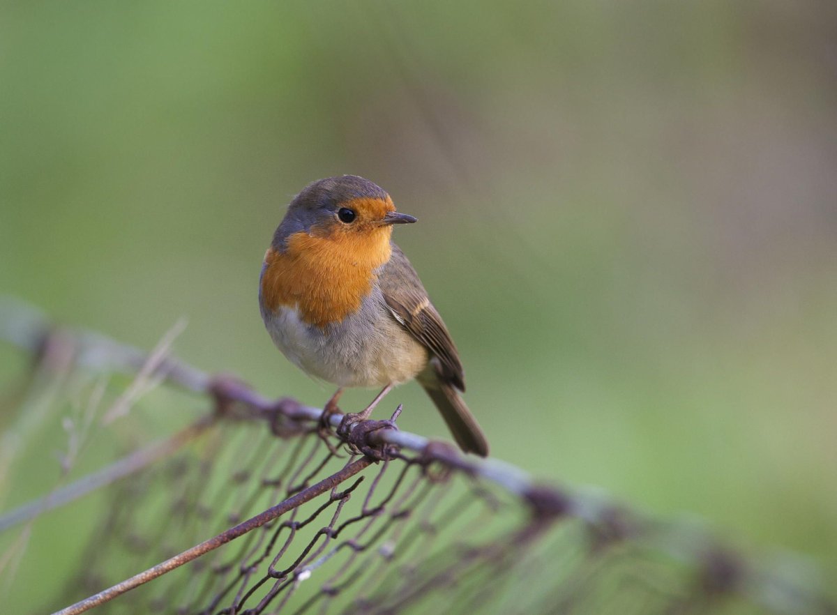 Зарянка Малиновка горихвостка зимой