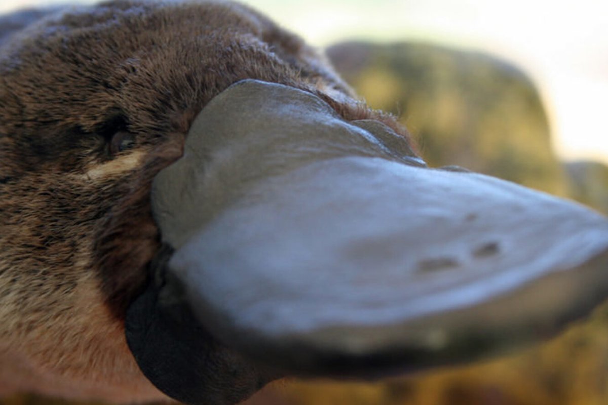 Утконос животное Австралии