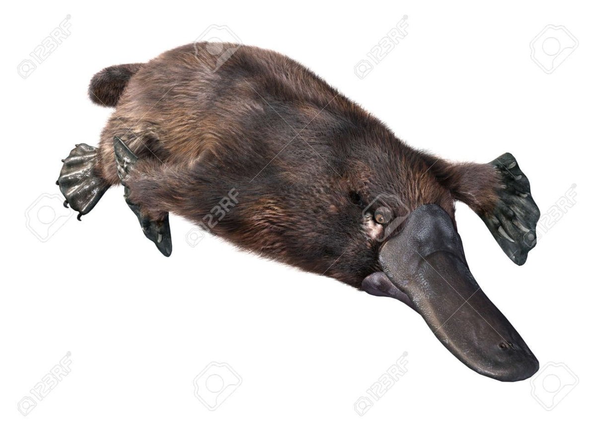 Мясо утконоса