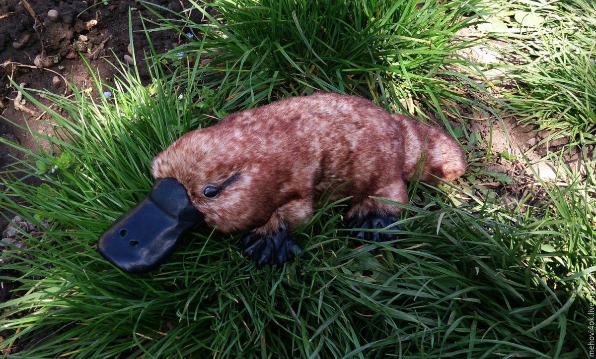 Австралия млекопитающие Утконос