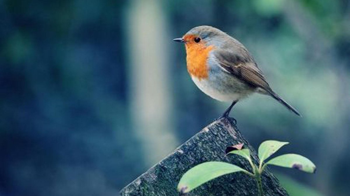 Елена Селина акварель