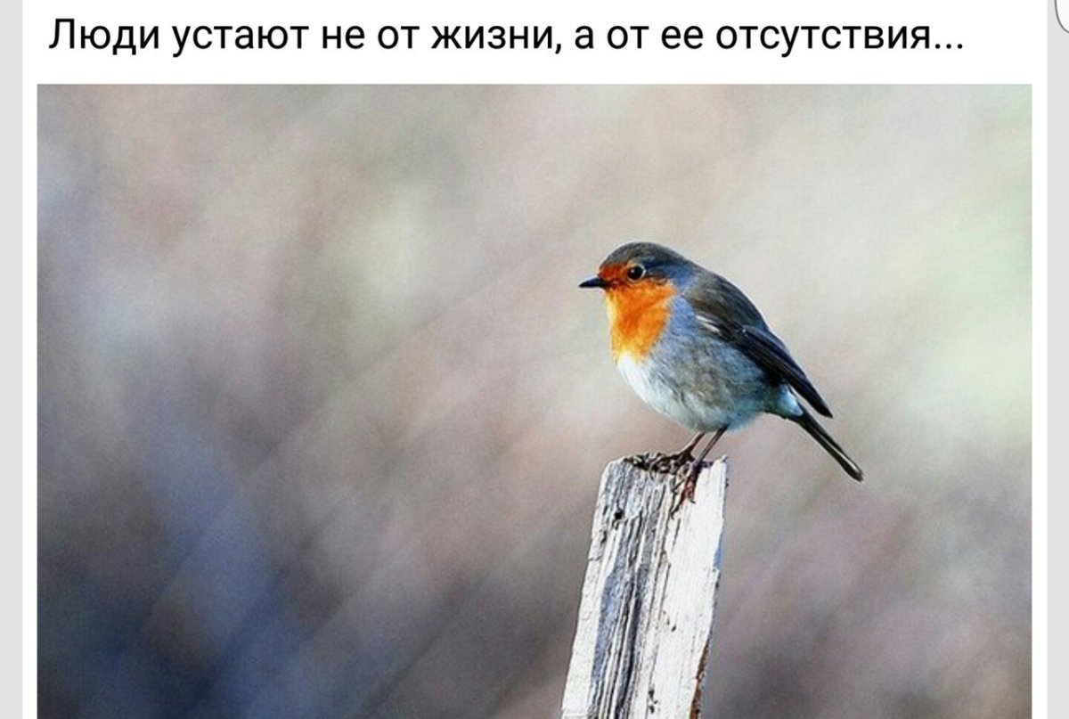 Зарянка птица зимой