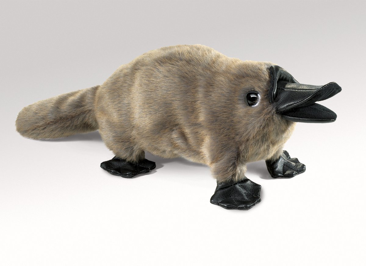 Детёныш утконоса милый