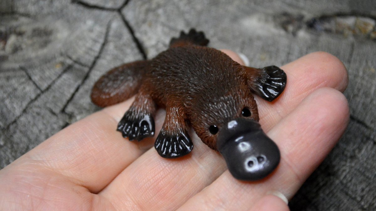 Детеныш утконоса