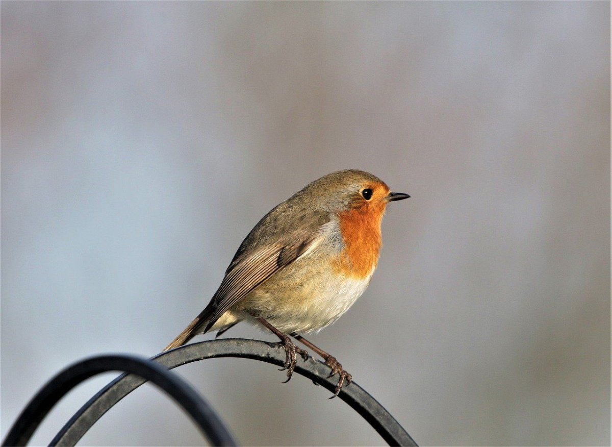 Robin Зарянка