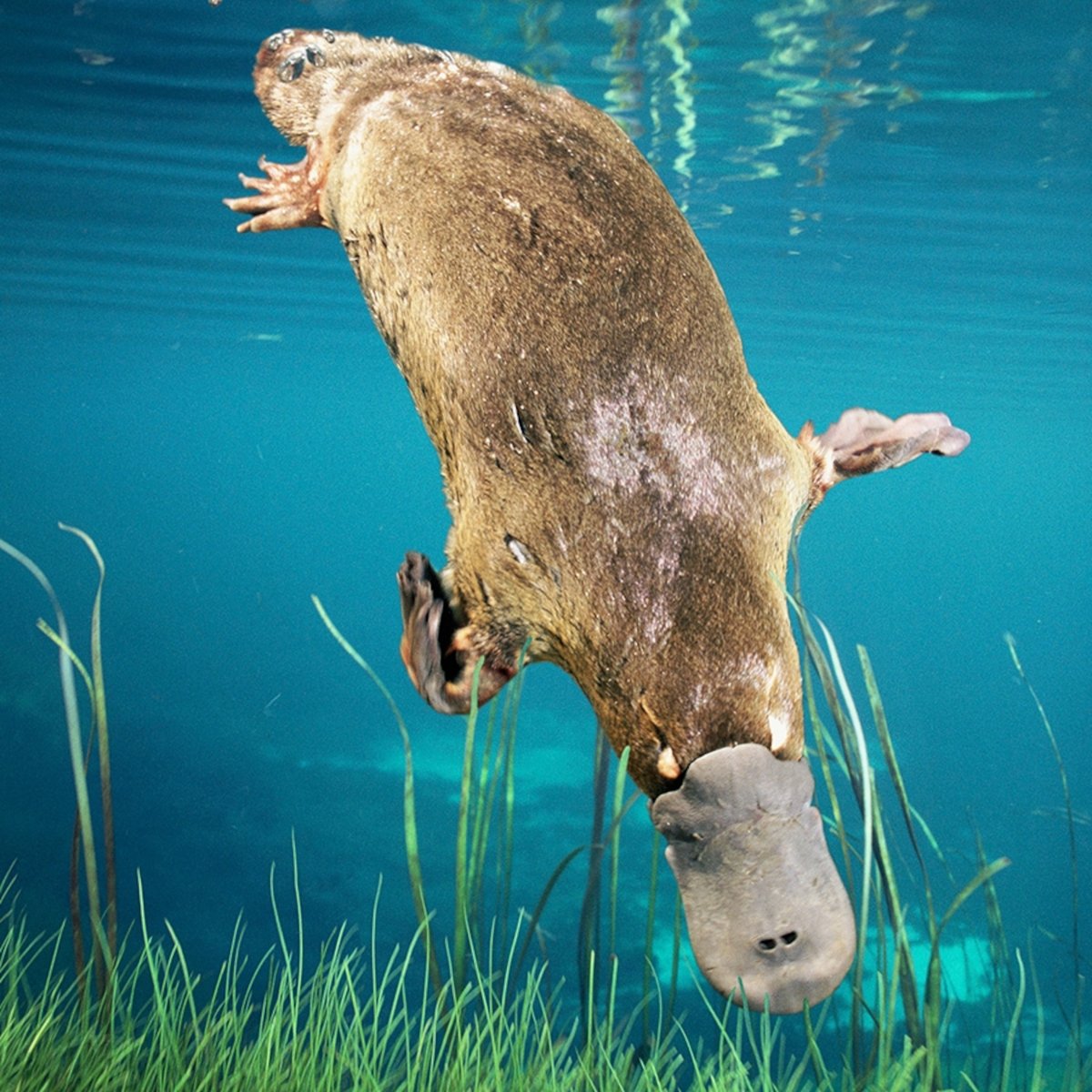 Животные Австралии Утконос