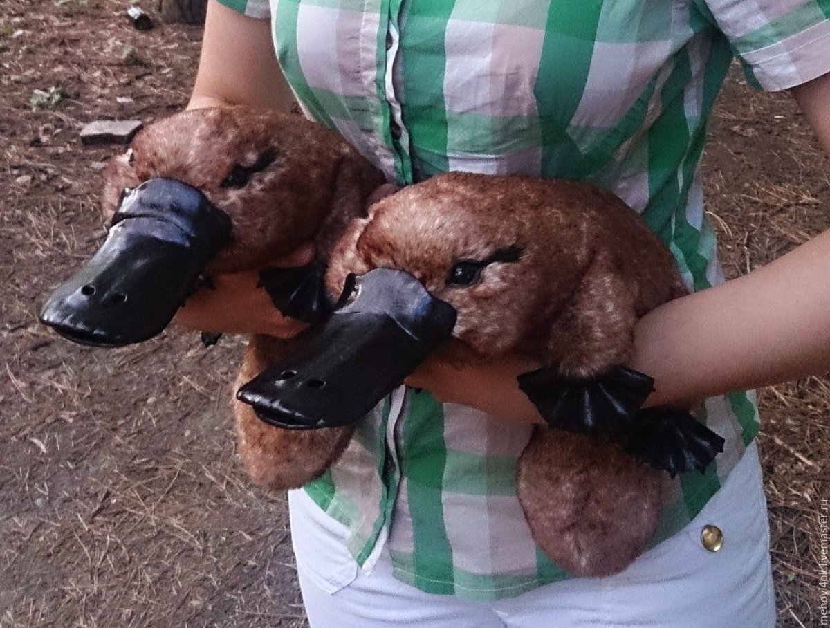 Сообщение про утконоса