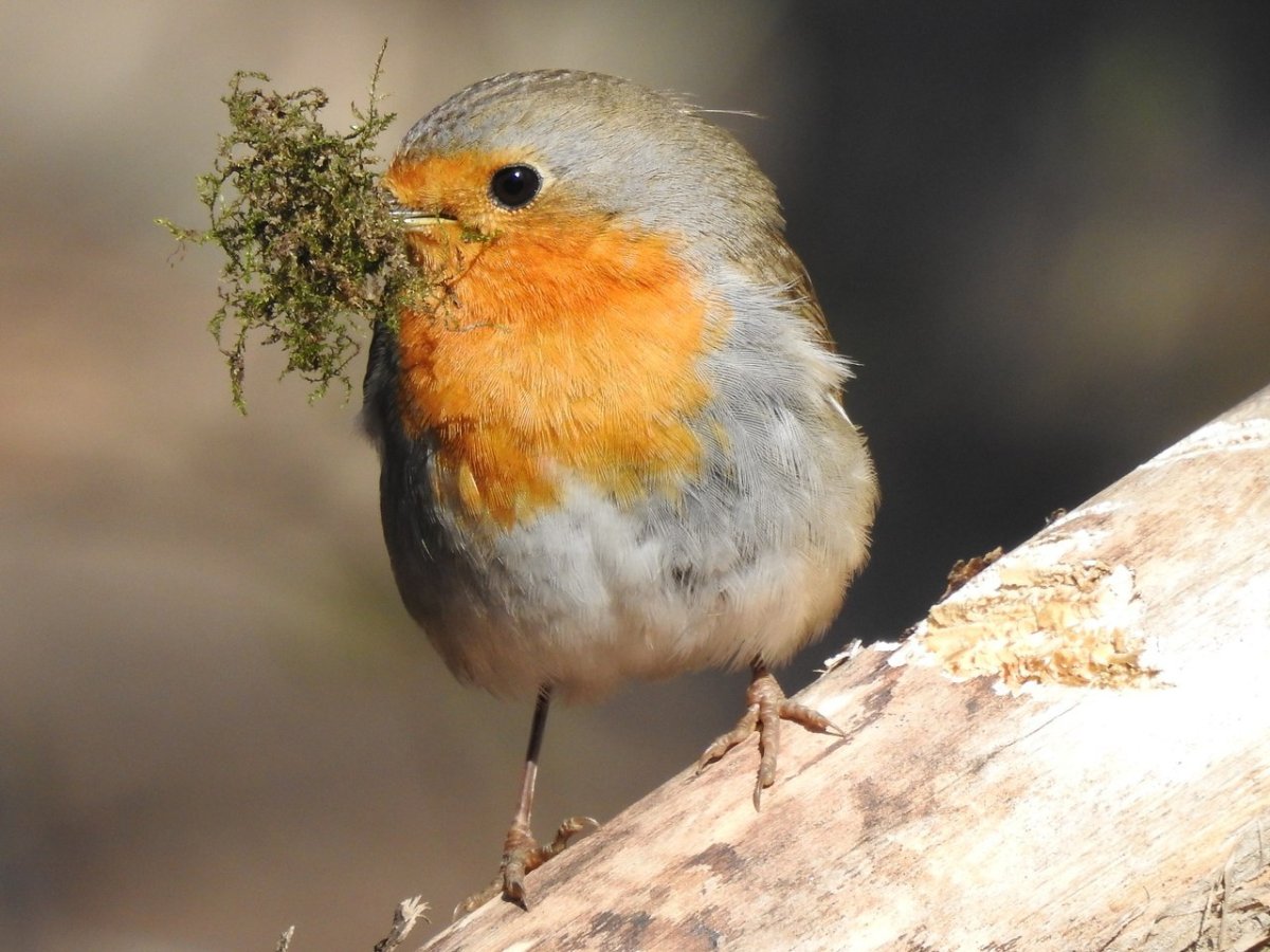 Робин -Зарянка птица
