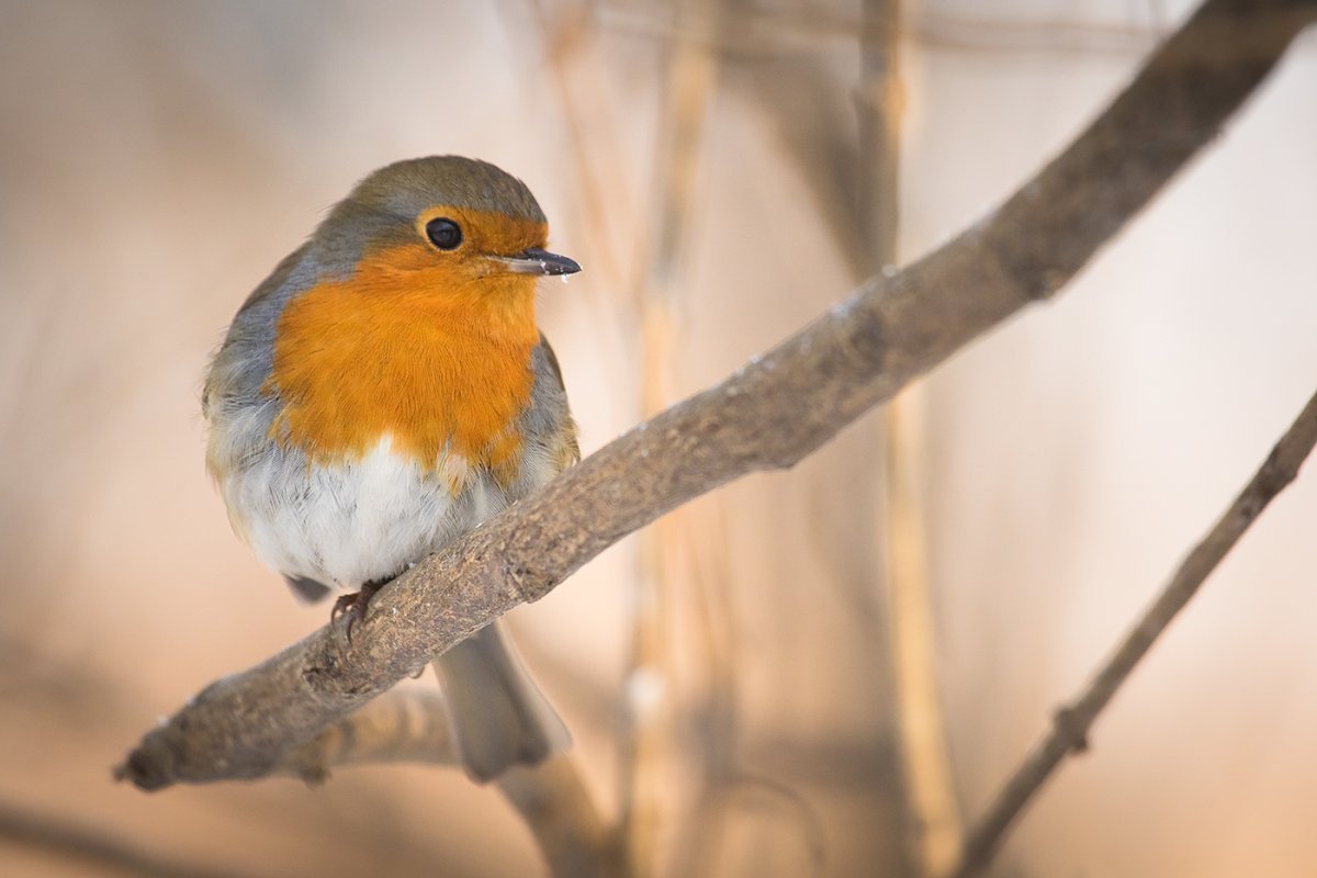Малиновка Зарянка птичка