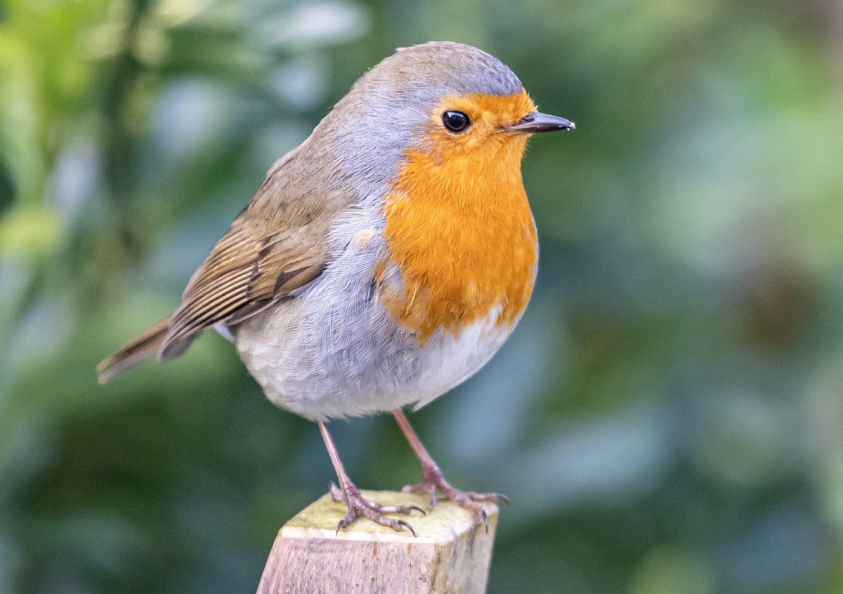 Певчая птичка с красной грудкой