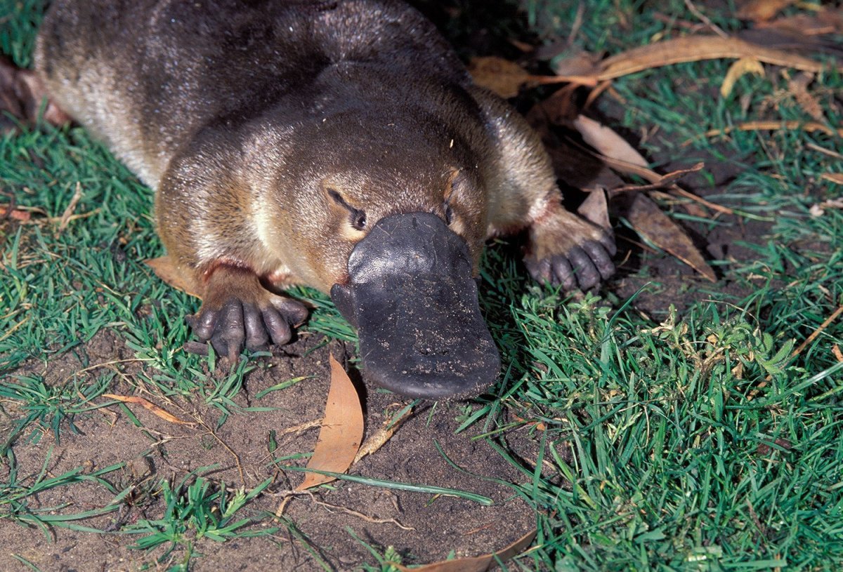 Животные Австралии Утконос