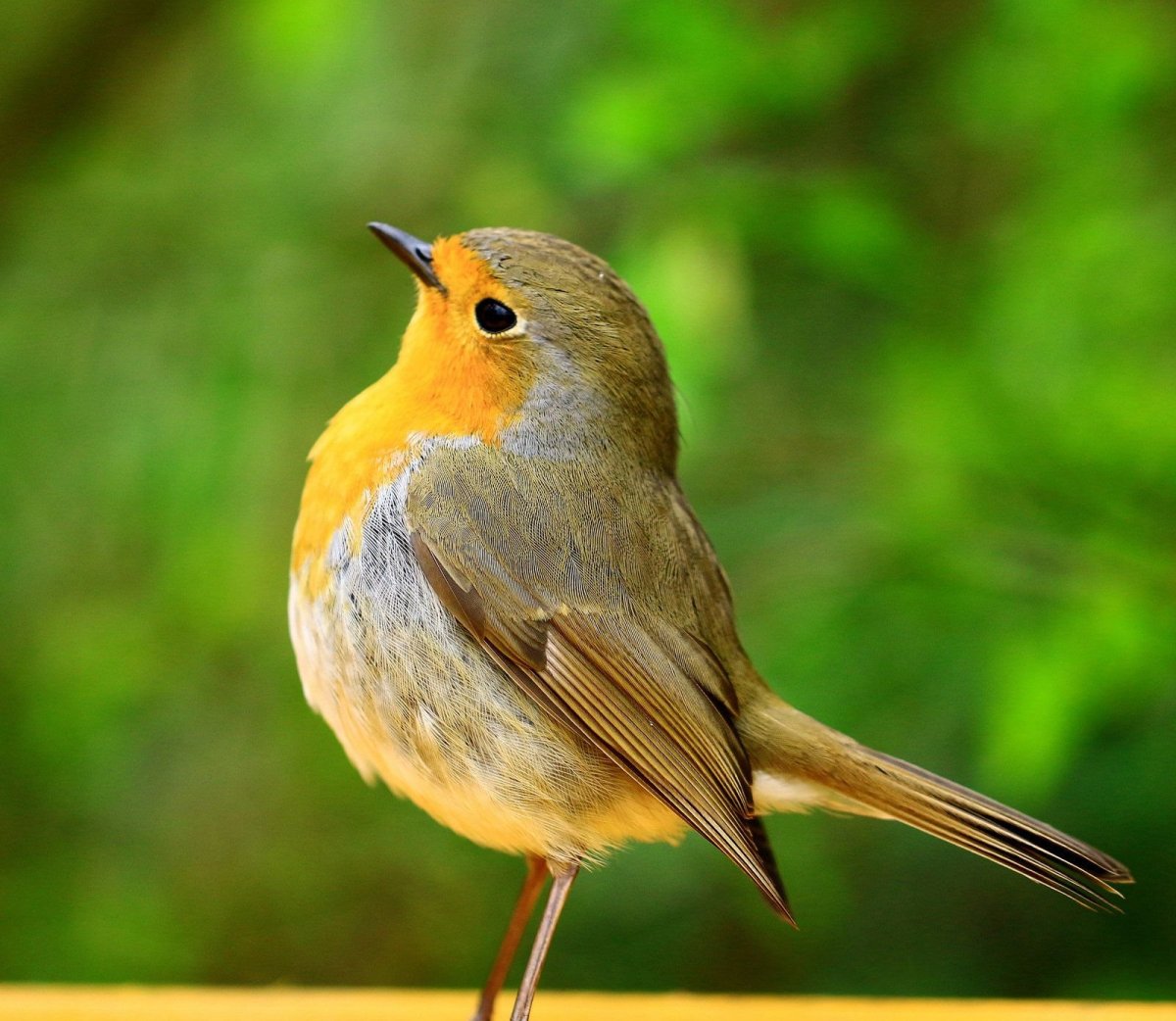 Обыкновенная Зарянка