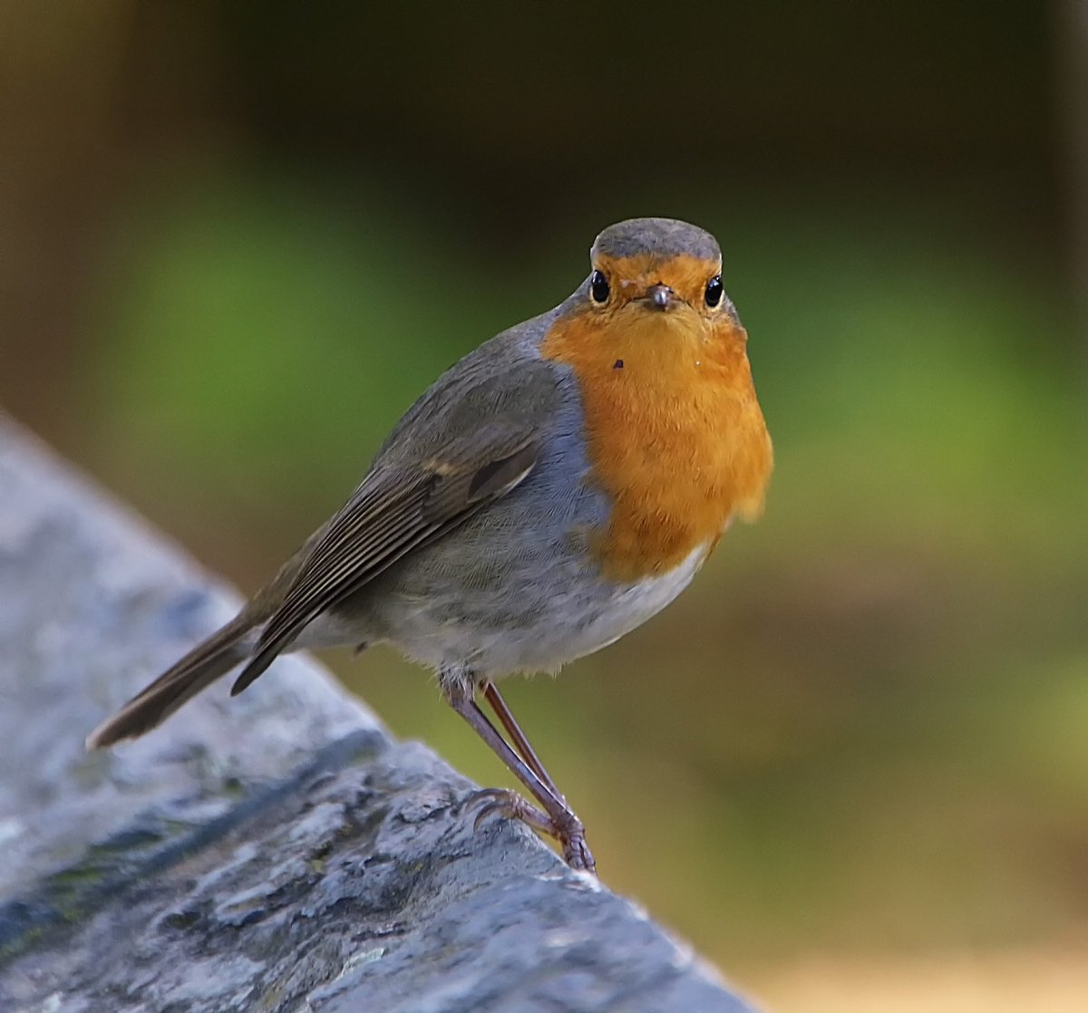 Малиновка иллюстрация