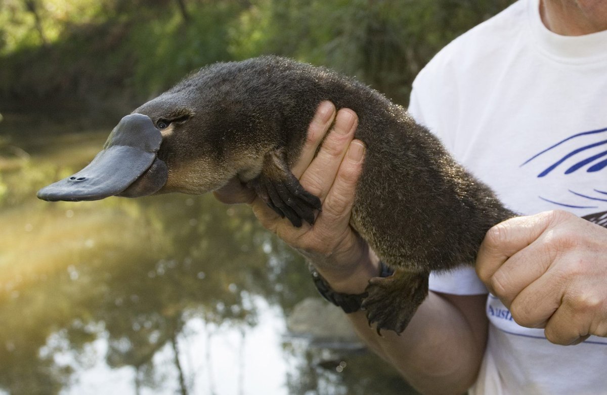 Утконос нарисовать